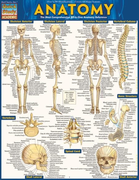 Anatomy QuickStudy