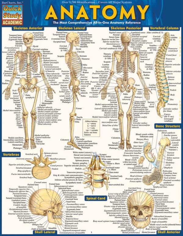Anatomy QuickStudy